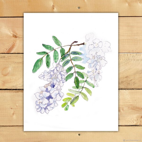 Ветка акации с листьями рисование