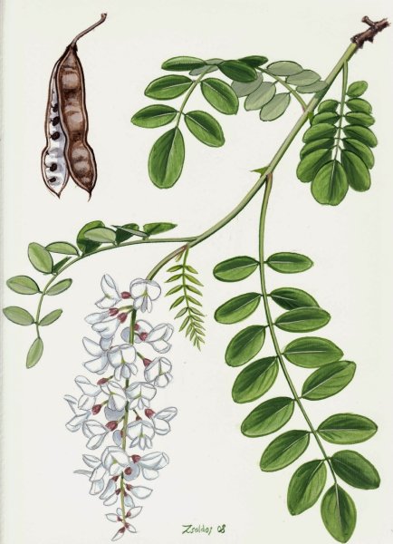 Robinia pseudoacacia гербарий