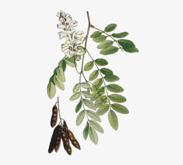 Робиния Ботаническая иллюстрация