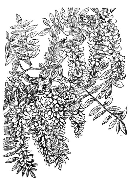 Белая Акация