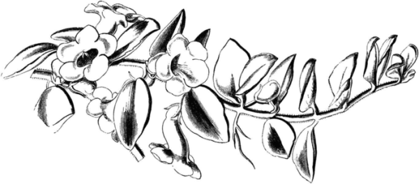 Акация рисунок