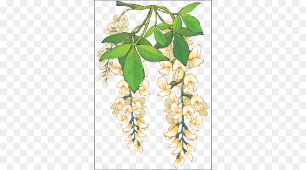 Цветок акации вектор