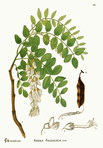 Робиния Лжеакация