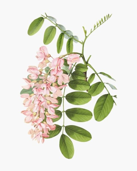 Акация Сенегальская Ботаническая иллюстрация