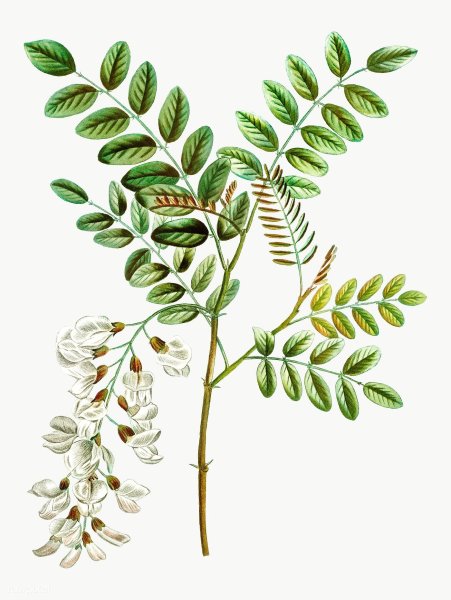Робиния Лжеакация Ботаническая иллюстрация