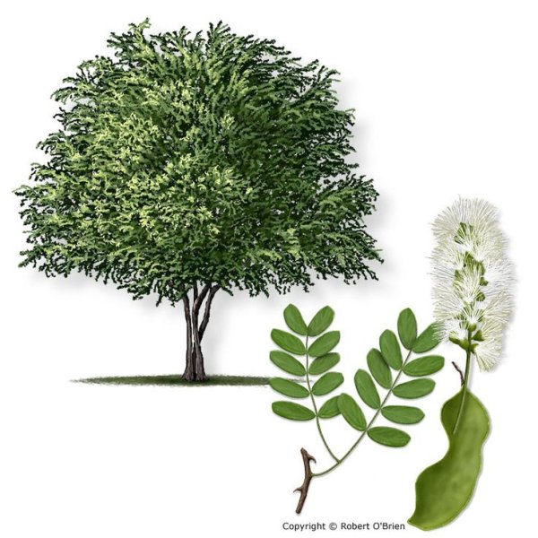 Акация анатомия