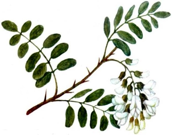 Белая Акация прилистники