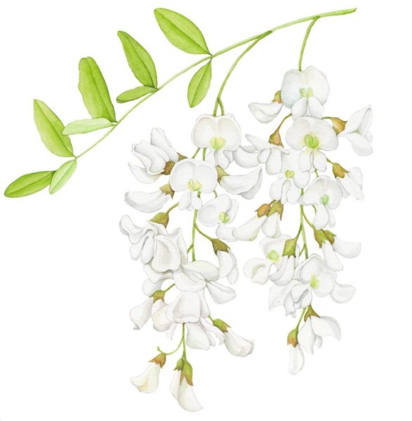 Цветы акации акварель
