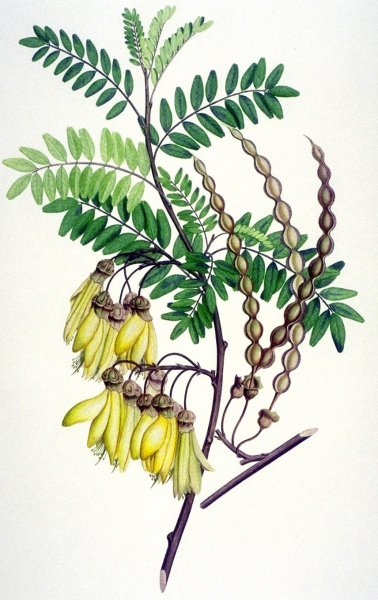 Sophora japonica