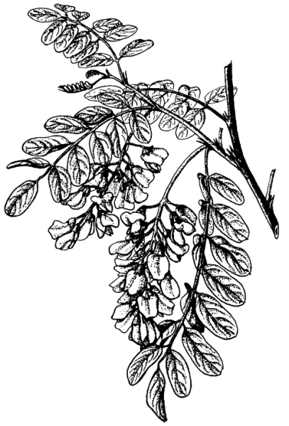 Акация Карагана древовидная