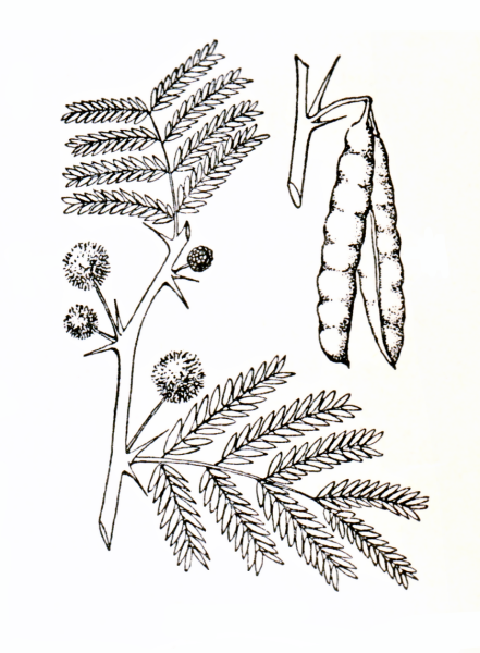 Акация карандашом