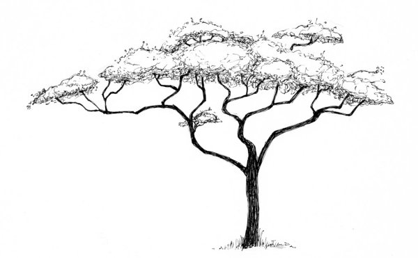 Африканское дерево карандашом