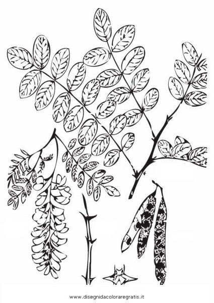 Робиния Лжеакация схема