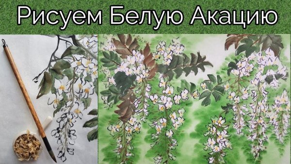Картинки Акация живопись