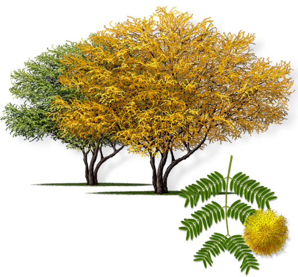 Акация кустарник осенью