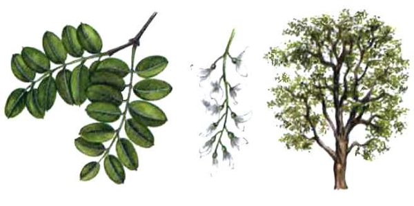 Акация дерево лист плод