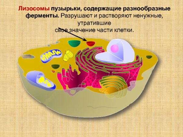 Кристаллоид лизосомы