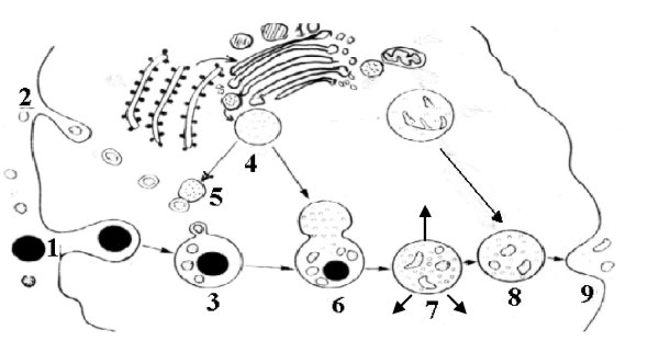 Лизосомы строение