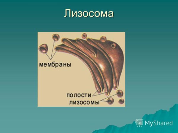 Лизосомы и рибосомы функции