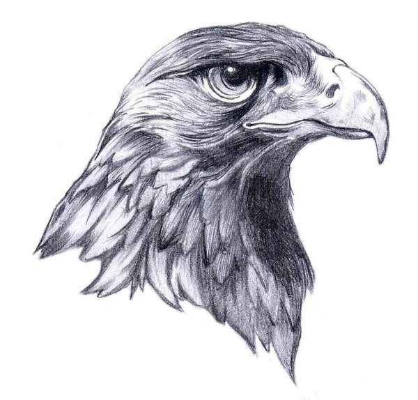 Голова орла эскиз