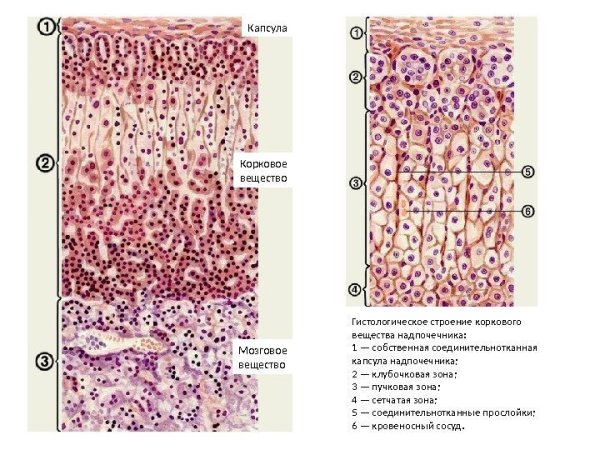 Гистологический препарат надпочечник