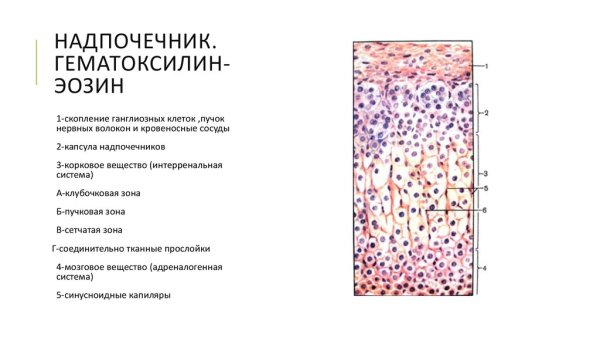 Гистологический препарат надпочечник