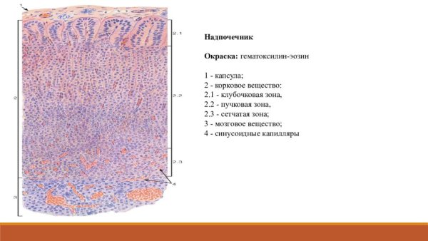 Гистологический препарат надпочечник