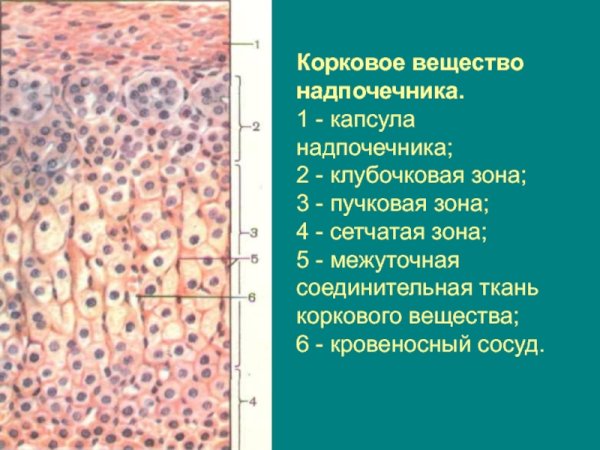 Надпочечник гистология препарат