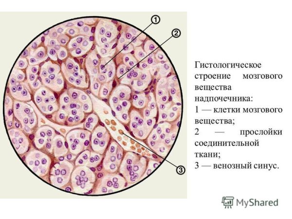 Строение коркового вещества надпочечников гистология