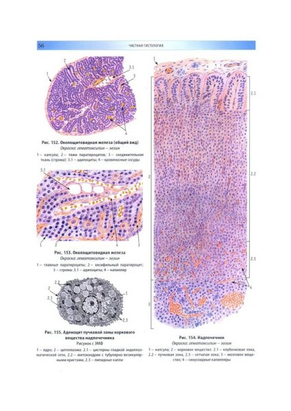 Надпочечник окраска гематоксилином и эозином