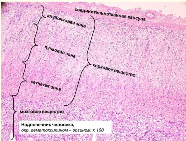 Гистологический препарат надпочечник