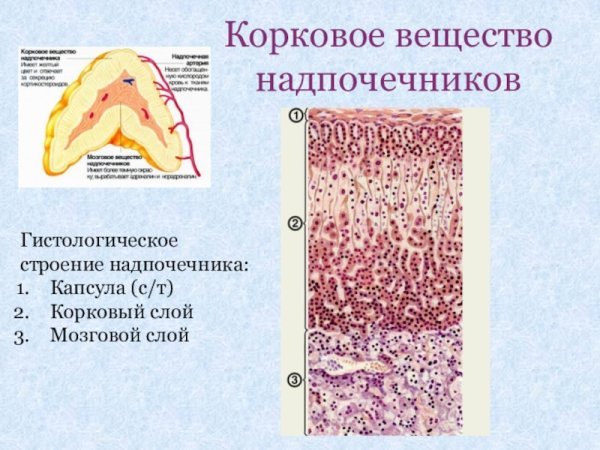 Мозговое вещество надпочечников гистология