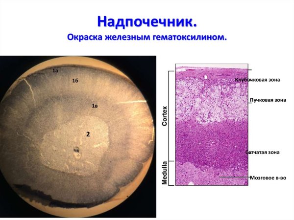 Надпочечник окраска гематоксилином и эозином