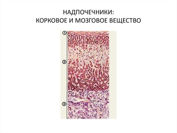 Корковое вещество надпочечников гистология