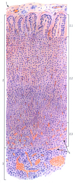 Строение надпочечников гистология