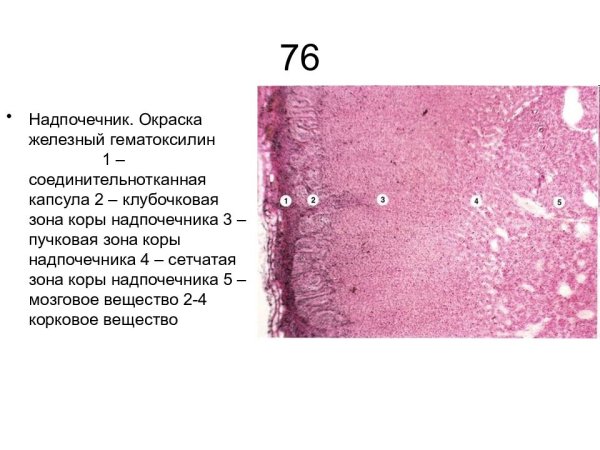 Надпочечник окраска гематоксилином и эозином