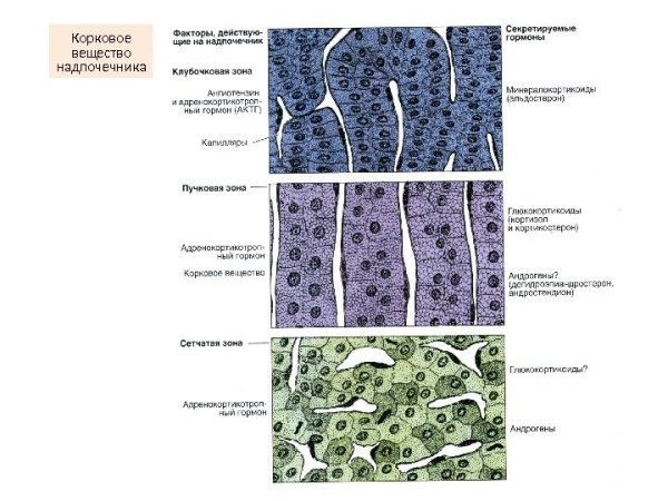 Строение надпочечников гистология