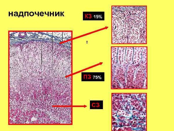 Кора надпочечников гистология