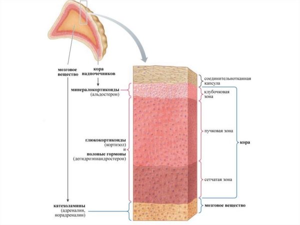Зоны коркового вещества надпочечников и гормоны