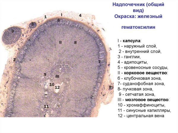 Надпочечник гистология препарат Железный гематоксилин