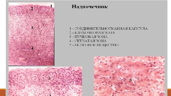 Строение надпочечников гистология