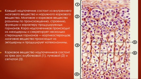 Мозговое вещество надпочечников гистология