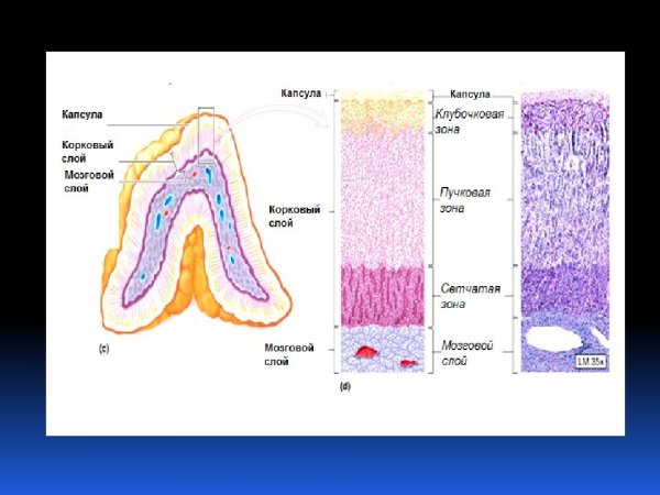 Кора надпочечников: клубочковая зона пучковая зона сетчатая зона