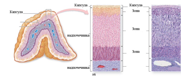 Мозговое вещество надпочечников гистология