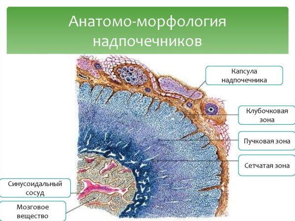 Клубочковая зона надпочечников гистология