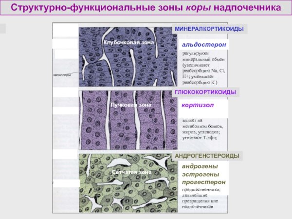 Кора надпочечников: клубочковая зона пучковая зона сетчатая зона