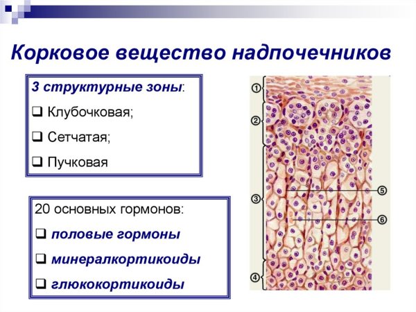 Зоны коркового вещества надпочечников