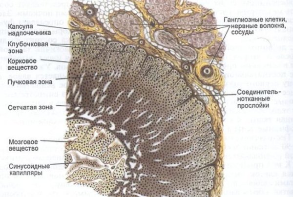 Строение надпочечников гистология