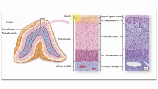 Мозговое вещество надпочечников гистология