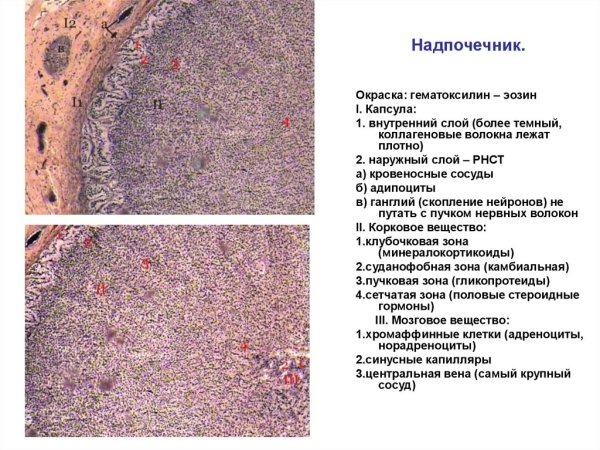 Надпочечник гематоксилин эозин препарат